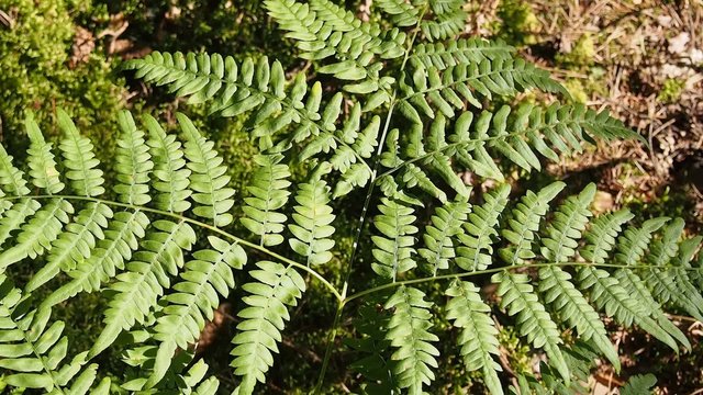 green forest fern sways in the wind