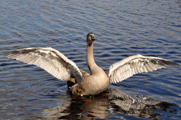 gray swan flaps its wings