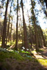Fototapeta premium primavera nel bosco
