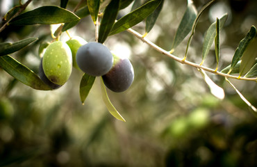 Olives on olive tree