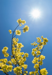 Yellow maple ash (box elder) in full sun with a clear blue sky as a background