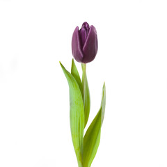 tulip flower full-length  isolated on white background