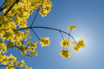 Yellow maple ash (box elder) in full sun with a clear blue sky as a background
