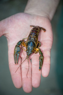gambero di fiume