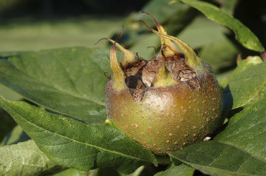 Nefle, N&eacute;flier , Eriobotrya japonica