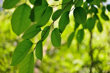 木陰に生える新緑