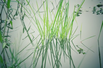 Vetiver grass