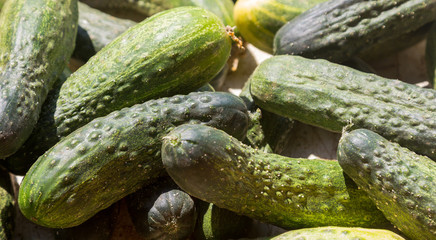 Cucumis sativus background filled with cucumbers