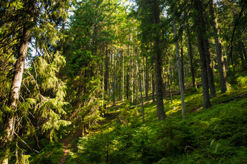 Obraz premium Beautiful pine trees on mountains