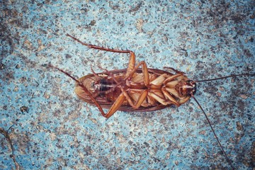 Cockroach