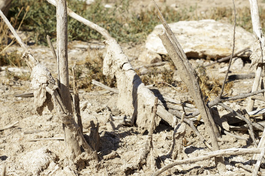 Remains of fully dry vegetation, covered by salt