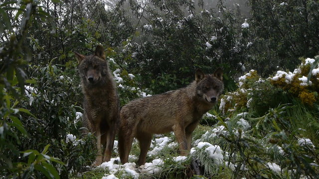  couple Iberian wolves among the snowy Mediterranean scrub