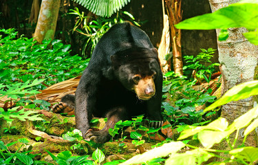 Sun bear