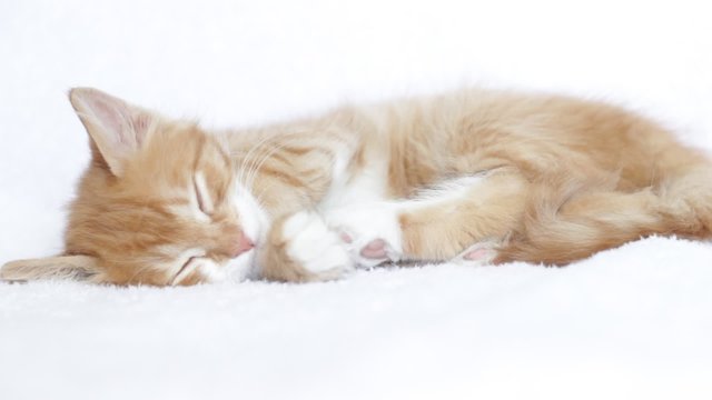 ginger kitten asleep on a white blanket