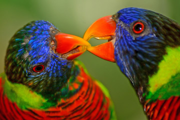 Rainbow lorikeets (Trichoglossus moluccanus)