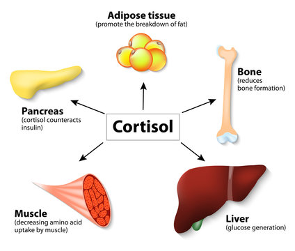 Hormone cortisol and human organs