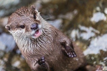 little otter clapping with his paws
