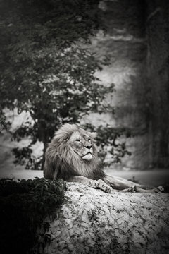 Portrait of an adult lion resting