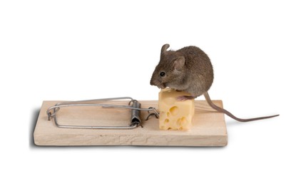 Mouse and Risk.