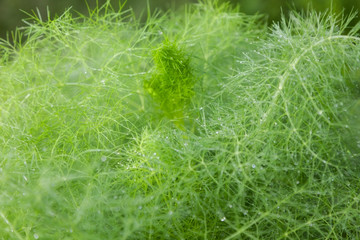 fennel
