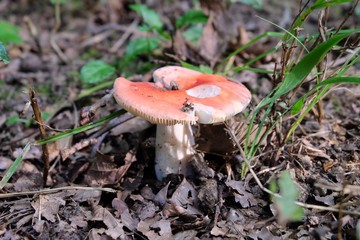 Champignon vénéneux dans les bois.
