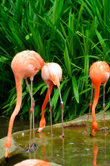 Greater flamingos