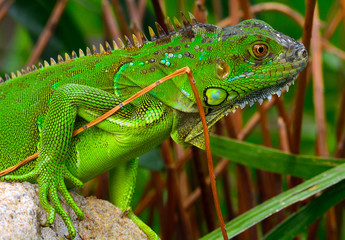 Green crested lizard (Bronchocela cristatella9