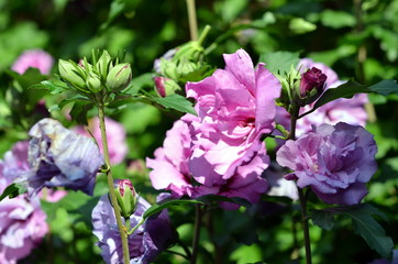 Hibiskusblüten