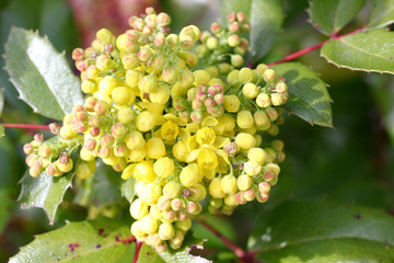 Oregon grape (Mahonia)