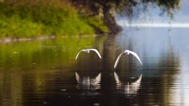 Happily ever after, Happy ending
Flying together, partnership, love, Little Egrets, fairy tales