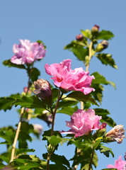 Hibiskusstaude