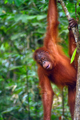 Orangutan, Borneo, Malaysia