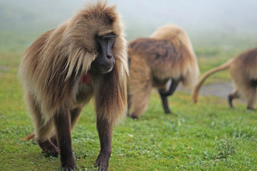 A small group of male gelada baboons high in the Simien Mountains.