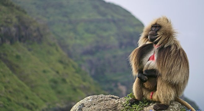 A lone gelada baboon perched high in the Simien Mountains in Ethiopia.