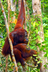 Obraz premium Orangutan, Borneo, Malaysia