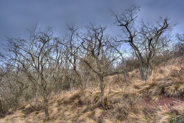 Kahle Bäume in der Landschaft