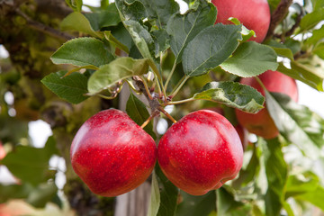 Twin apples