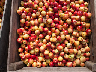 Organic apples container