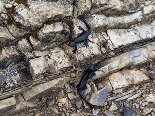 Black Alpine Salamander