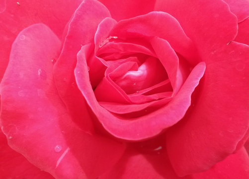 Rosa rosa