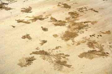 Crabs in the sand, Borneo, Malaysia