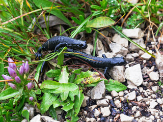 Black Alpine Salamander