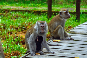 Naklejka na ściany i meble Long-tailed macaques, Borneo, Malaysia