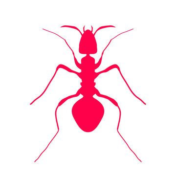 Red silhouette of ant, logo design. vector