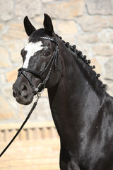 Fototapeta premium Beautiful black dutch warmblood with bridle