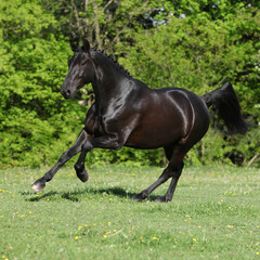 Obraz premium Amazing black dutch warmblood running