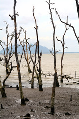Dead mangrove trees, Borneo, Malaysia