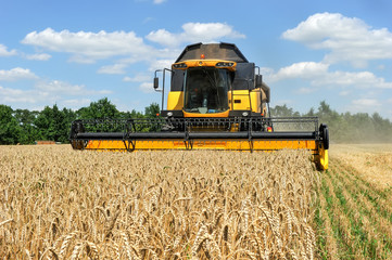 Combine harvests wheat on a field in sunny summer day