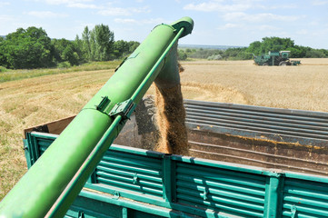 Combine harvester load wheat in the truck at the time of harvest in a sunny summer day