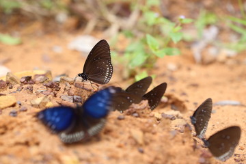Common Indian Crow butterfly (Euploea core Lucus)